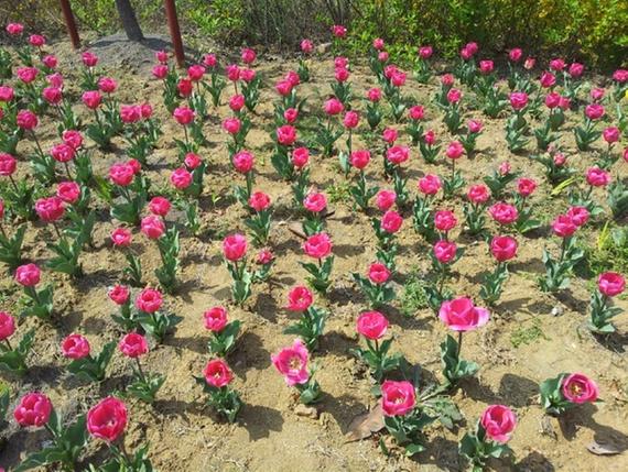 ★证券之星人气博主★淘气天尊历史直播记录_