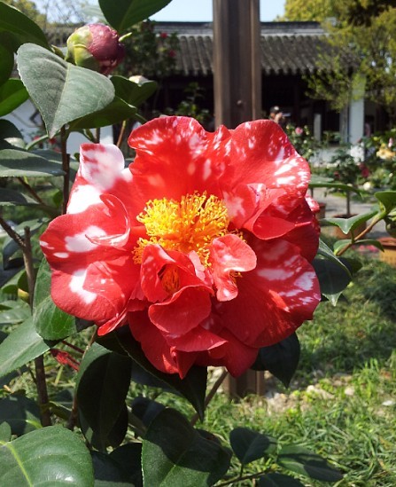 ★证券之星人气博主★淘气天尊历史直播记录_