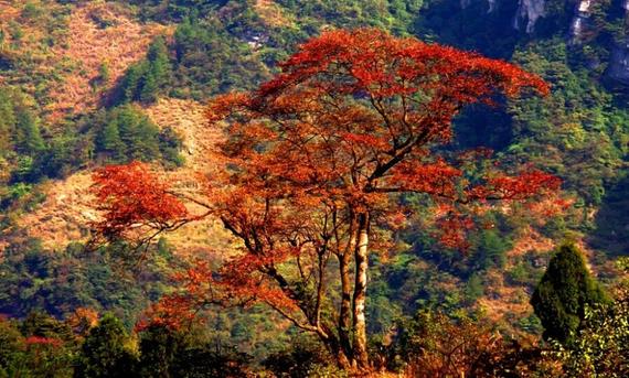 宝箱中国一重短期涨幅85%黄琼上善若水历史直