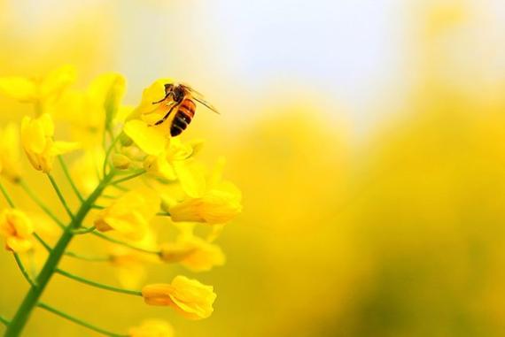 宝箱股国海证券短期涨幅70%黄琼上善若水历史
