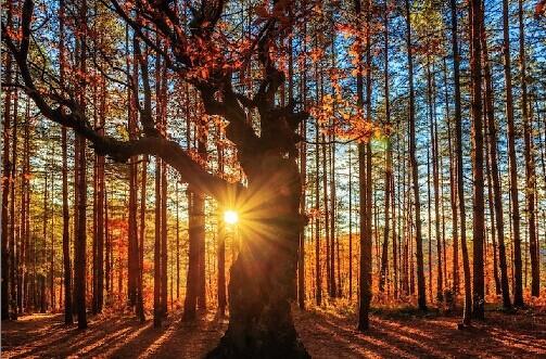 宝箱股国海证券短期涨幅70%黄琼上善若水历史