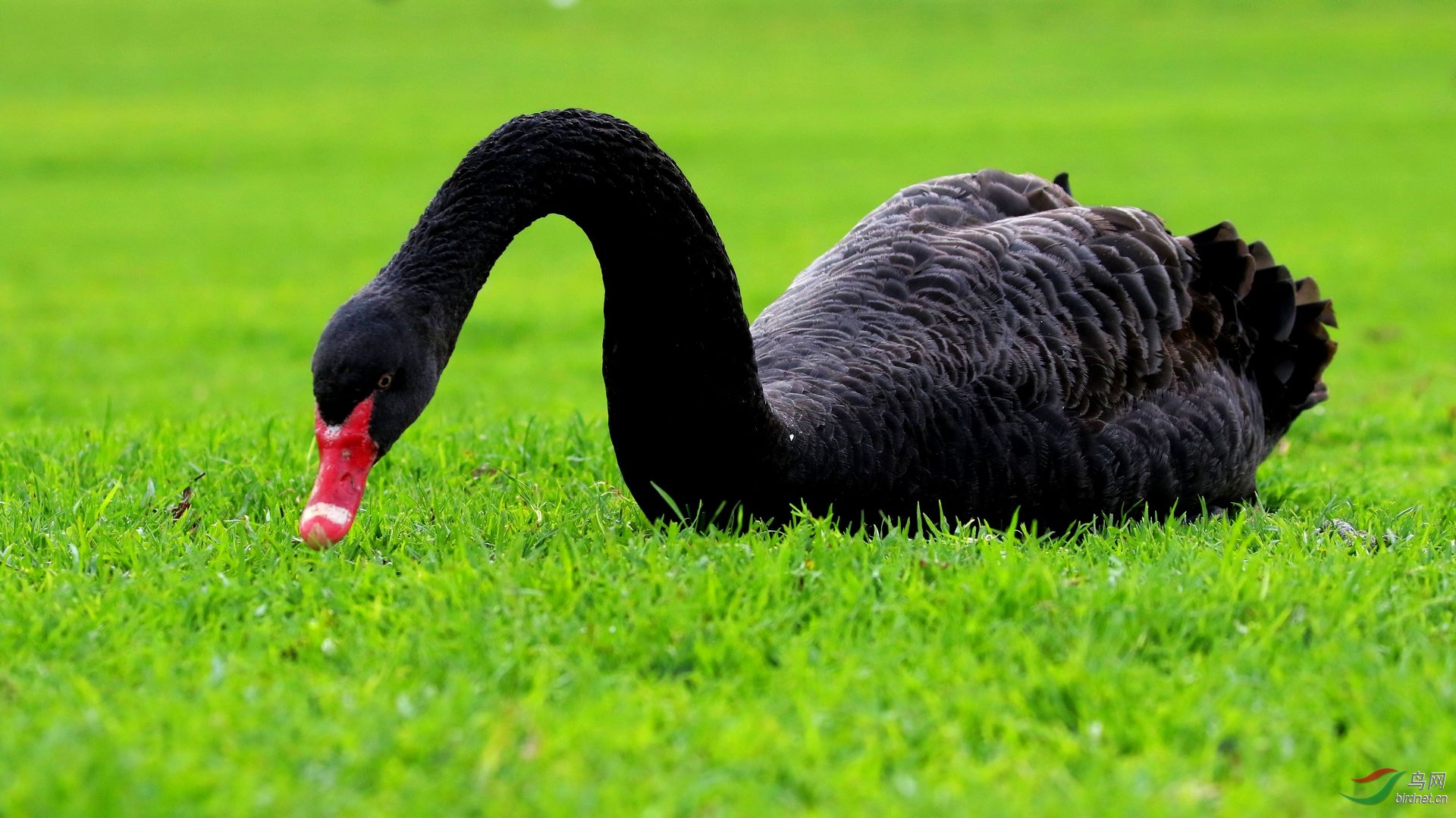 股市点评:中国股票黑天鹅事件有哪些
